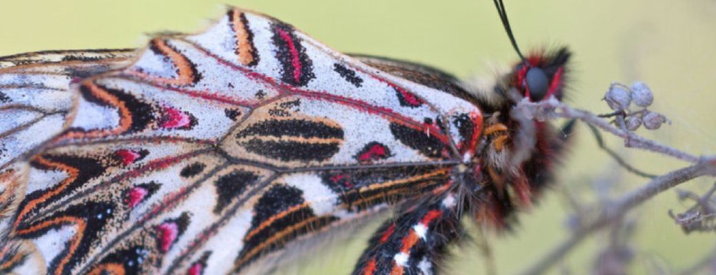 Looks Like Someone Got Bitten By The Travel Bug!! And It May Have Laid Eggs In Your Esophagus